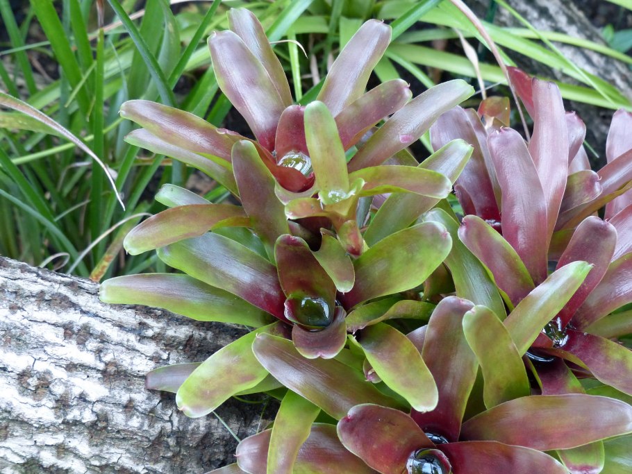 Неорегелия нарядная