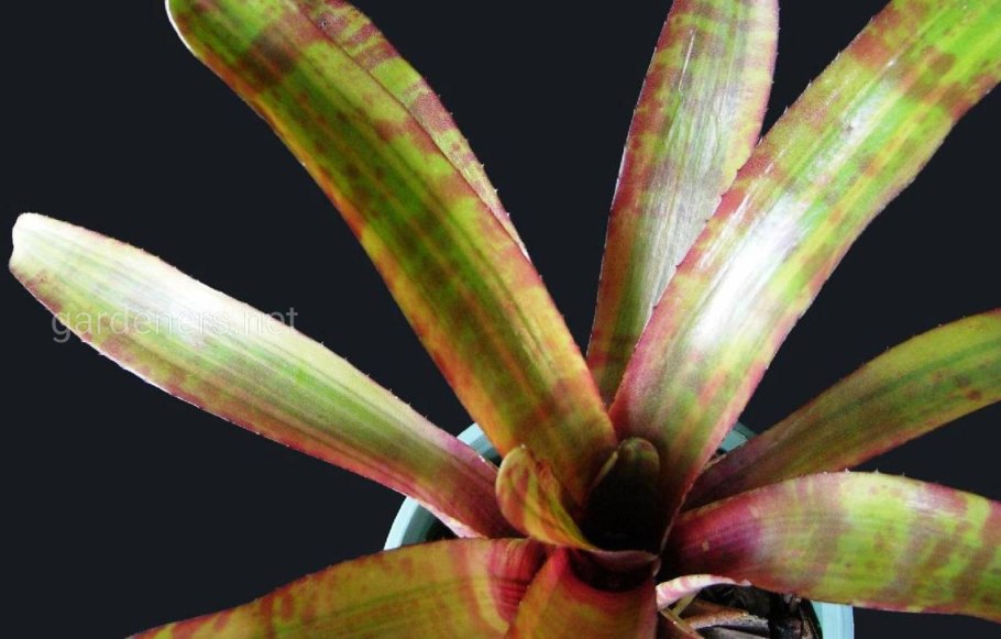Neoregelia Akeso