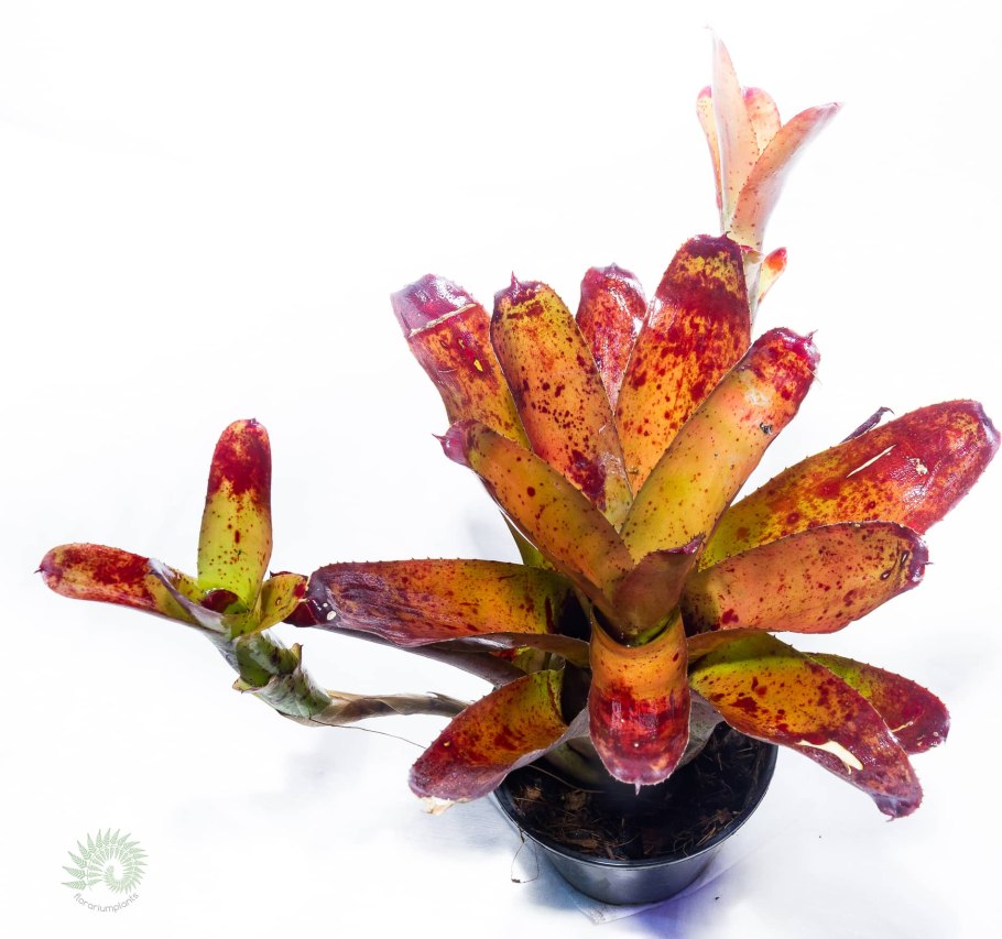 Бромелия Неорегелия