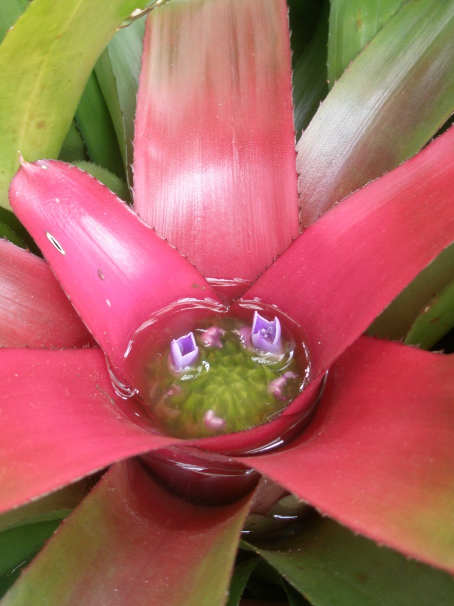 Неорегелия цветок