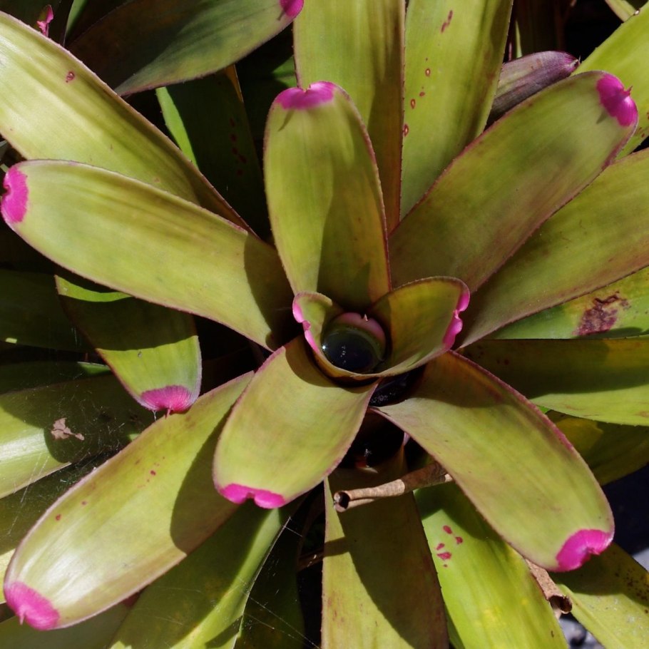 Неорегелия пузырчатая