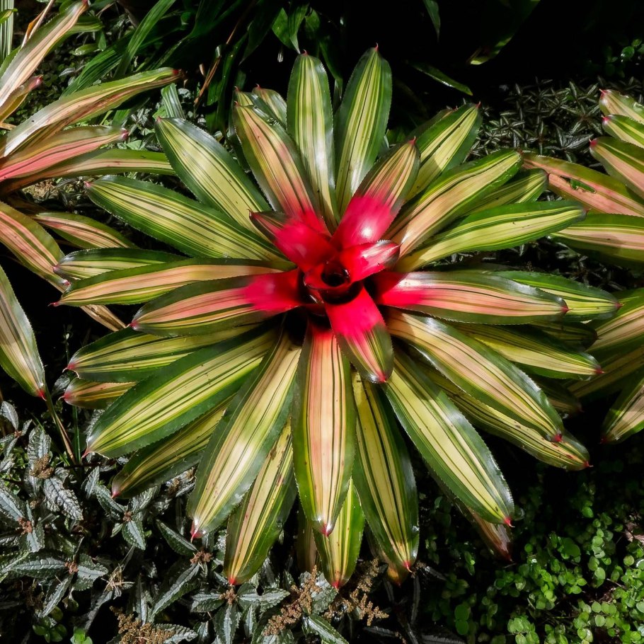 Неорегелия пузырчатая