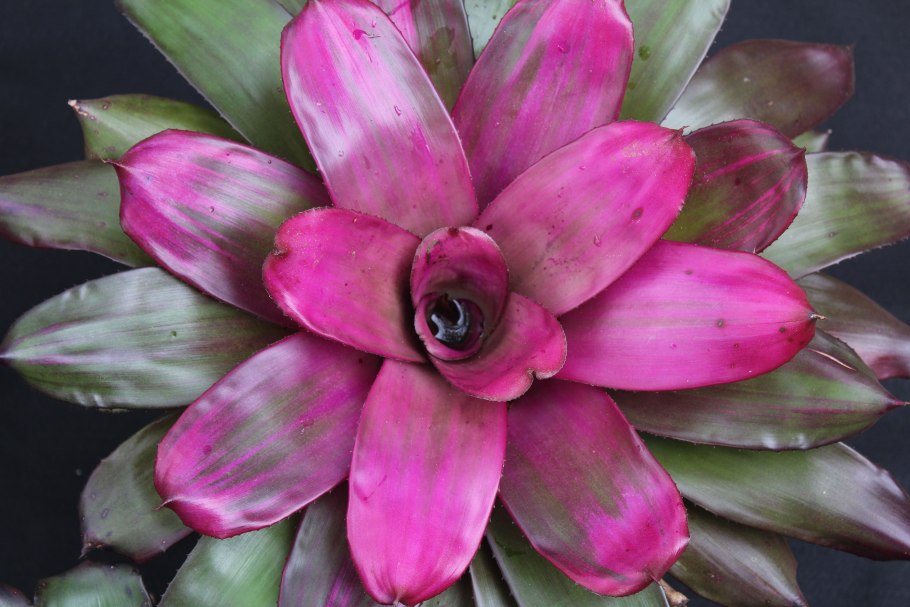 Неорегелия Каролины сорта