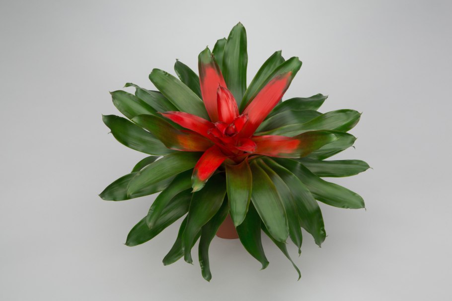 Бромелия Неорегелия