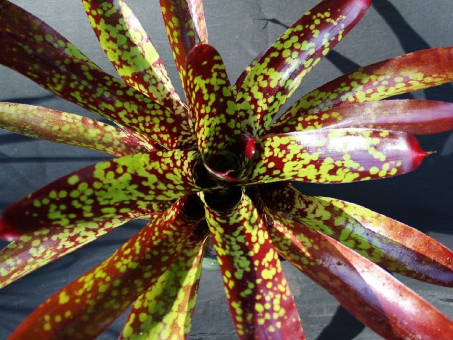 Неорегелия Каролины сорта