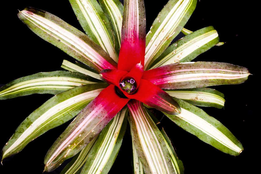 Неорегелия Фэнси