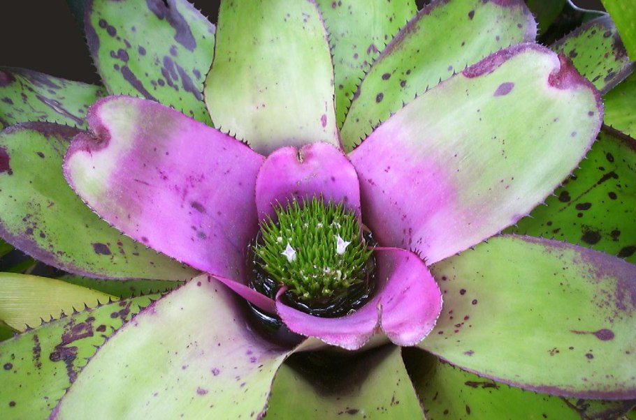 Неорегелия пузырчатая