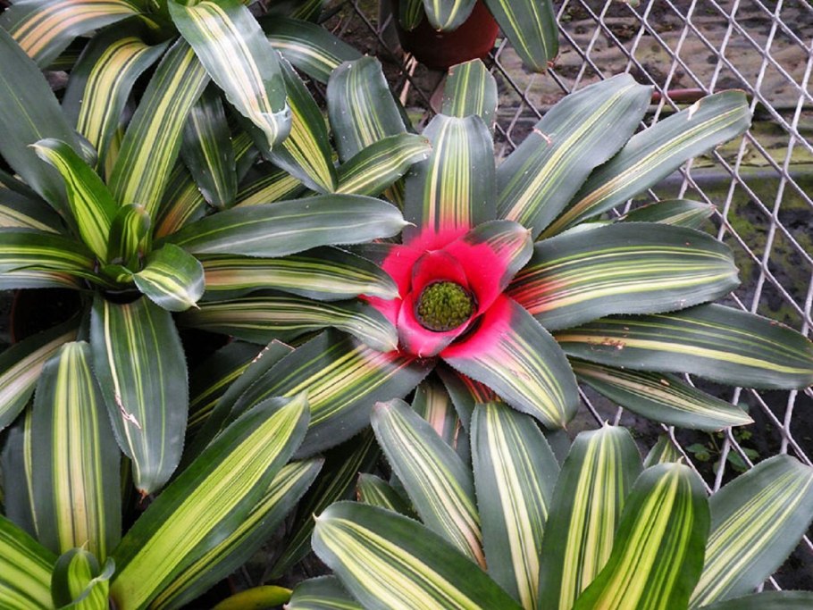 Неорегелия Фэнси