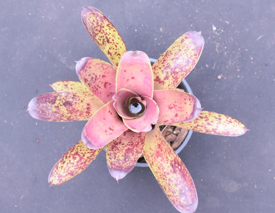 Неорегелия Каролины