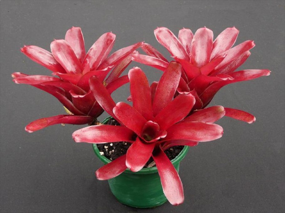 Неорегелия Тигрина