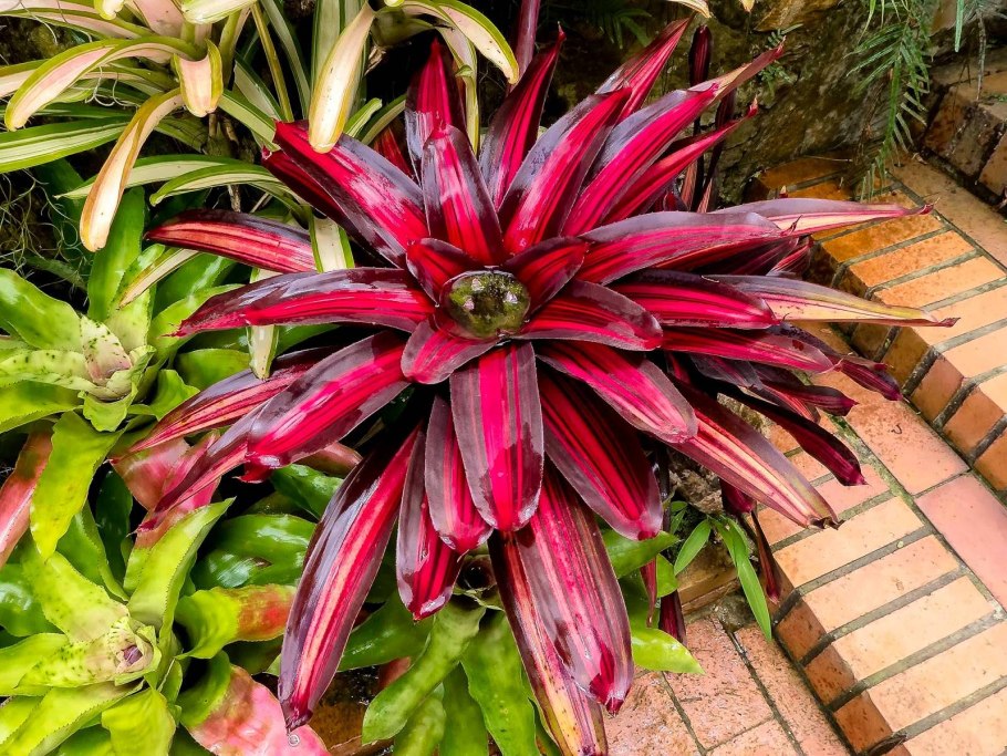 Неорегелия Каролины