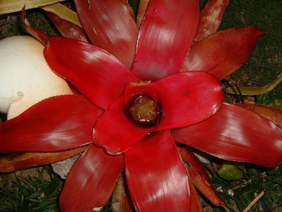 Neoregelia tristis