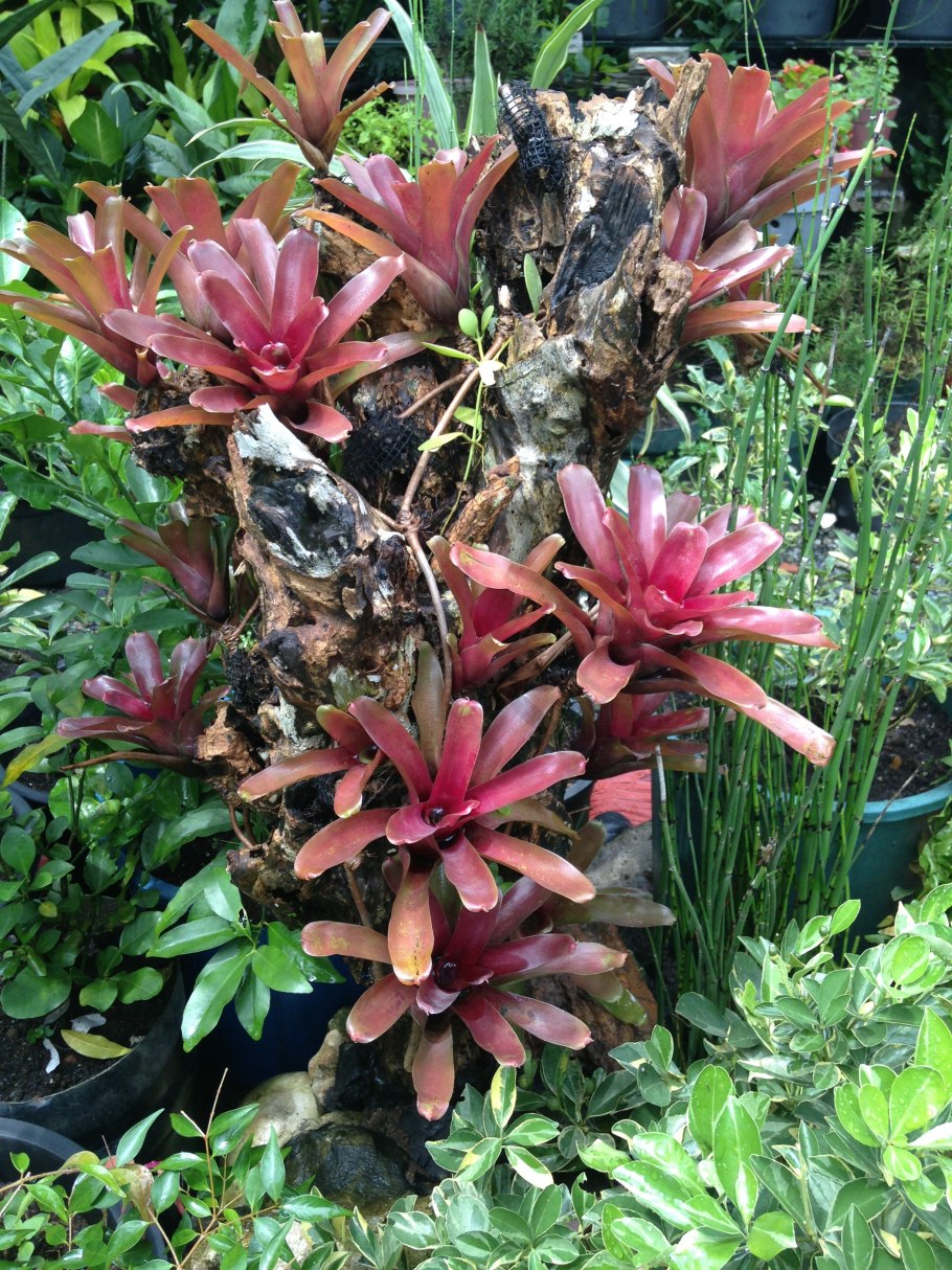 Неорегелия крапчатая