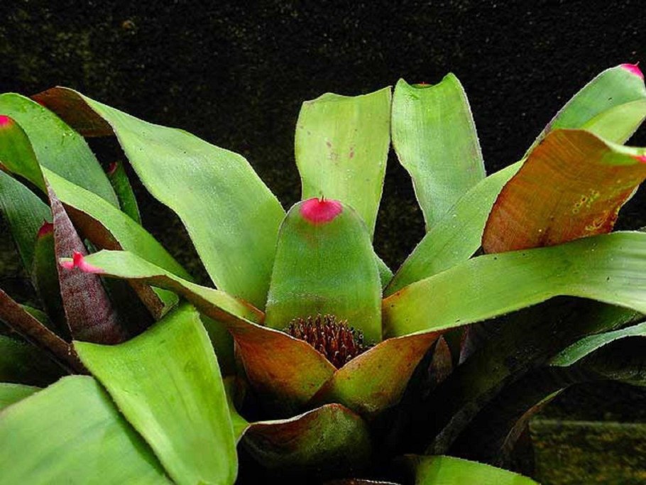 Неорегелия Каролины