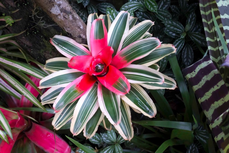 Неорегелия пузырчатая