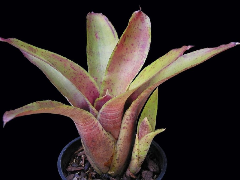 Бромелия Неорегелия