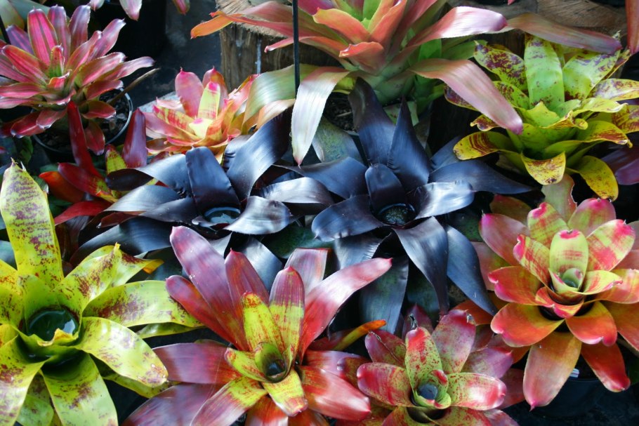 Неорегелия Каролины