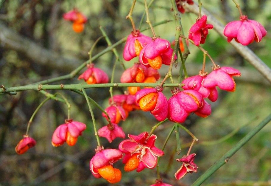 Бересклет Alba