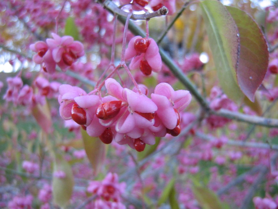 Бересклет японский Kathy