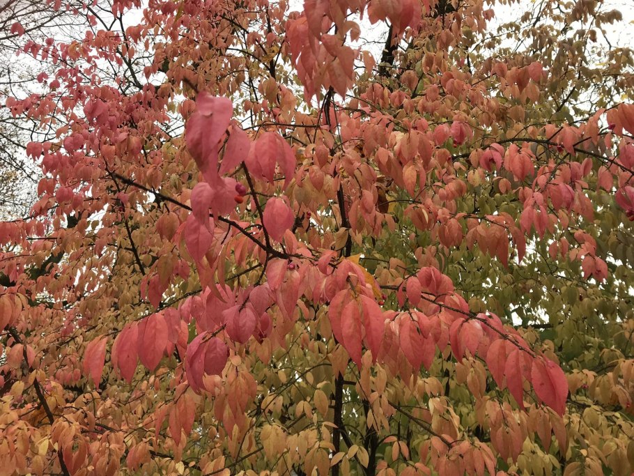 Бересклет Большекрылый