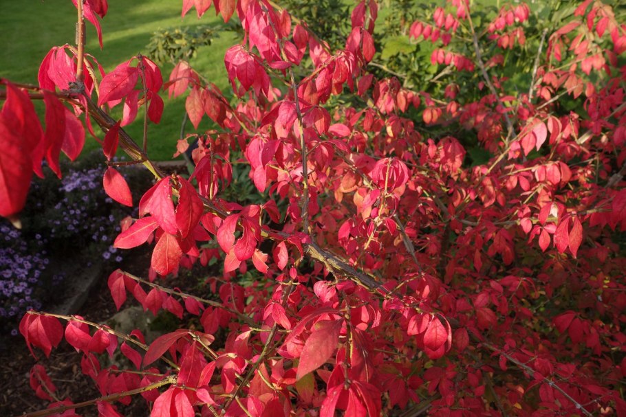 Euonymus hamiltonianus