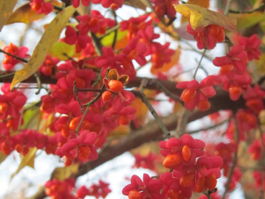 Бересклет Европейский Форчуна