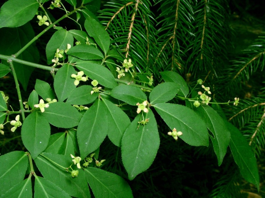 Бересклет Бруслина