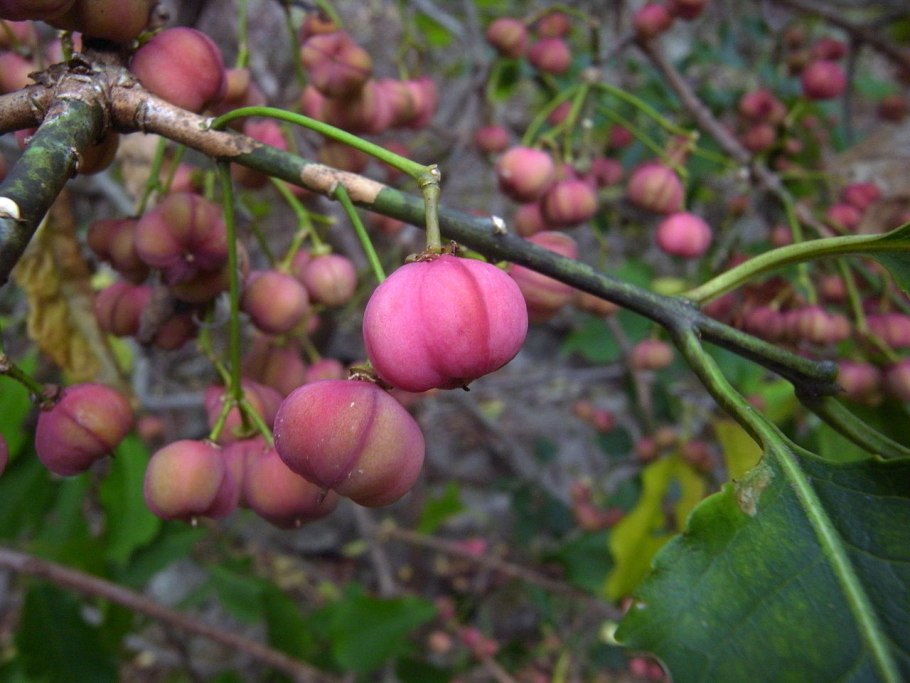 Бересклет крылатый бородавчатый