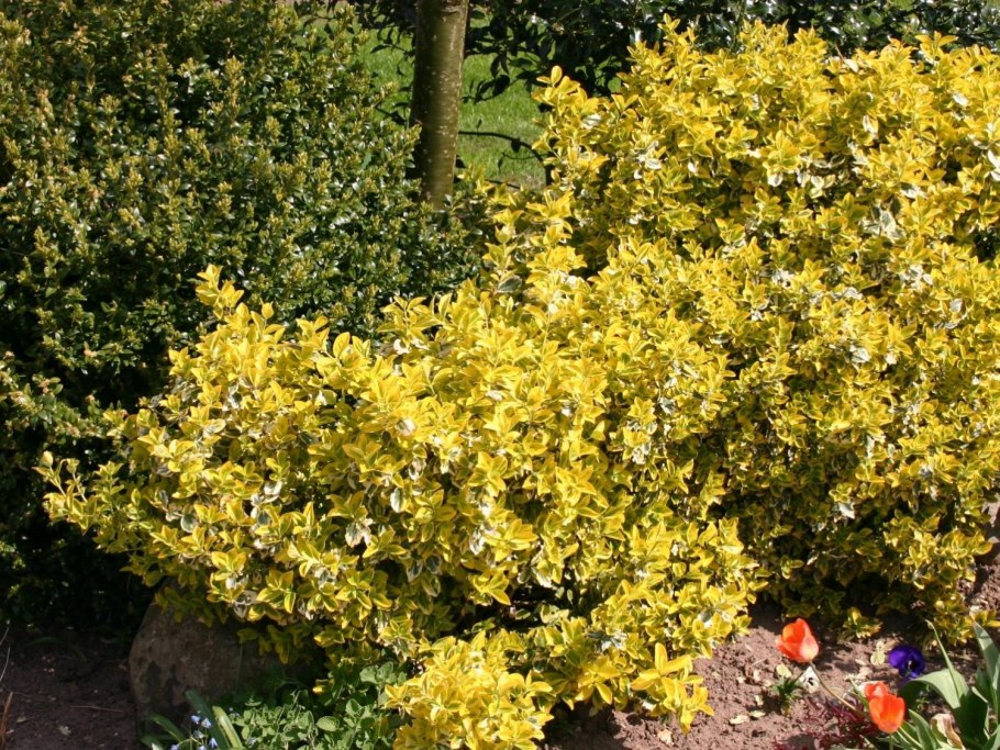 Бересклет Европейский куст