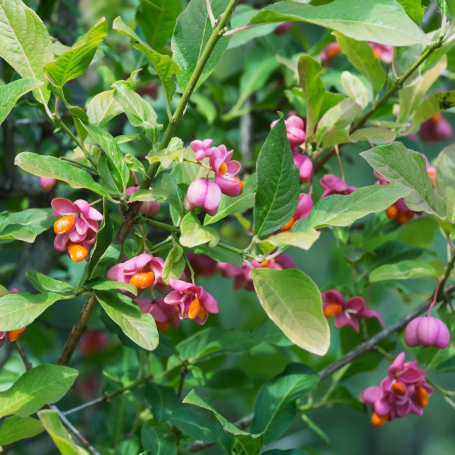 Бересклет Максимовича