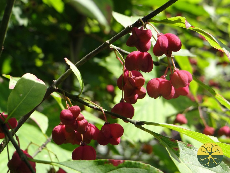 Бересклет Санспот