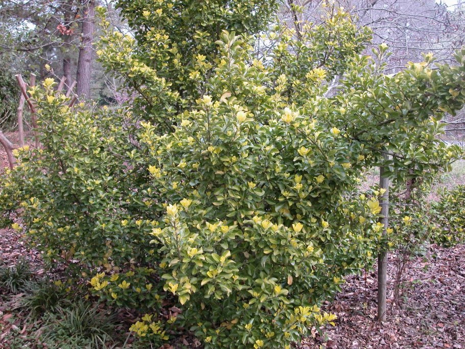 Euonymus hamiltonianus