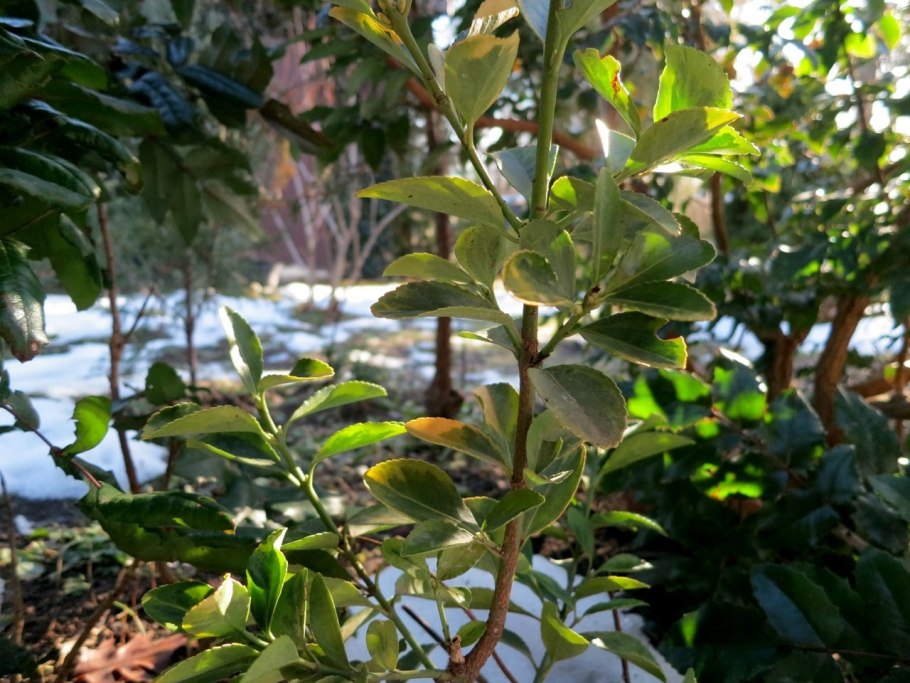 Бересклет лимонный