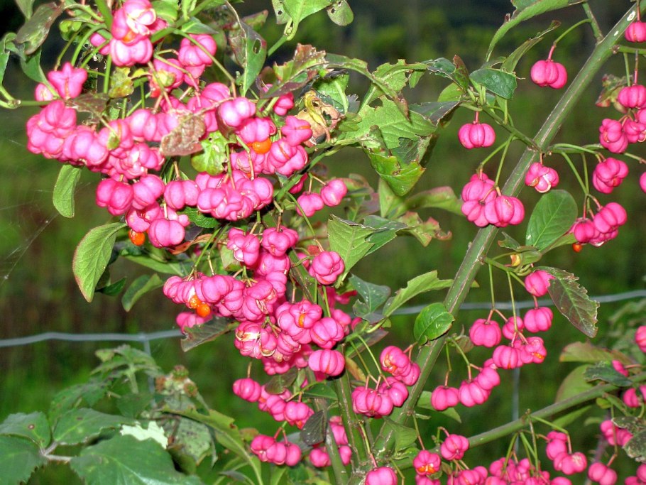 Бересклет Маака