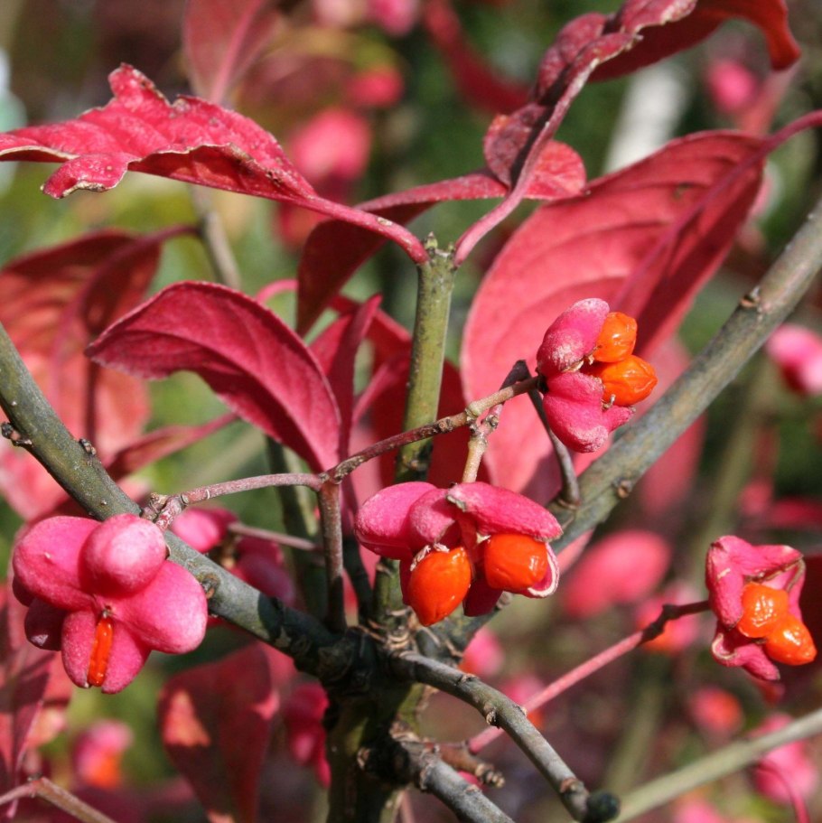 Бересклет Форчуна "Emerald GAIETY"/ Euonymus fortunei