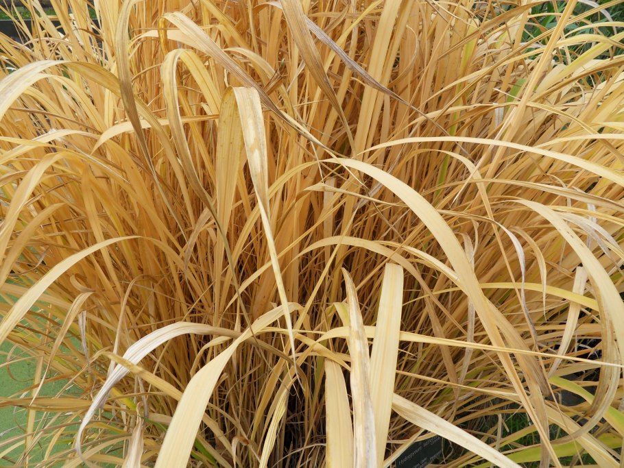 Цицания широколистная Zizania latifolia l