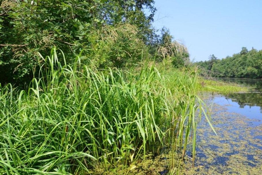 Ватсония широколистная