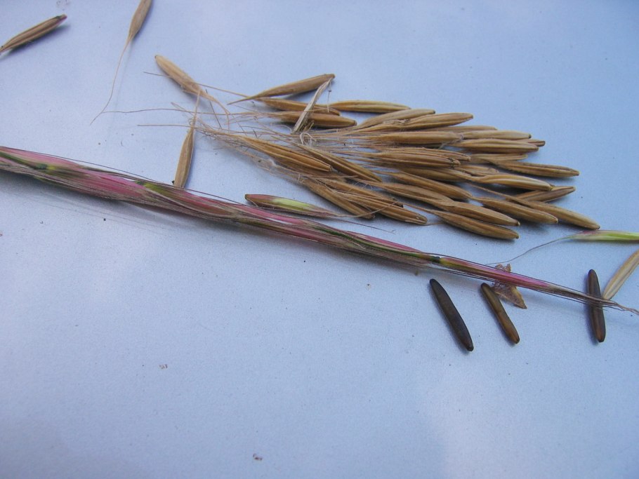 Цицания дикий рис