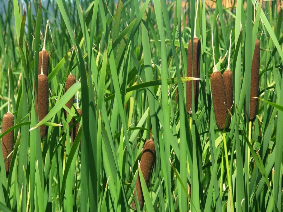 Typha muelleri