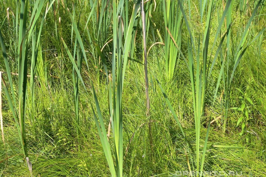 Зизания Акватика