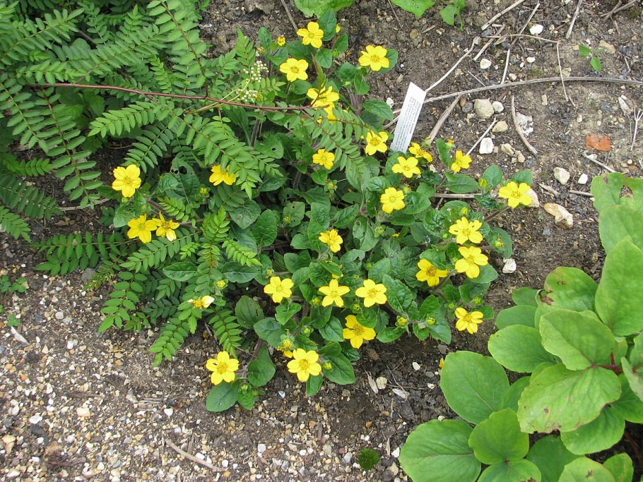 Хризогонум Chrysogonum виргинский virginianum