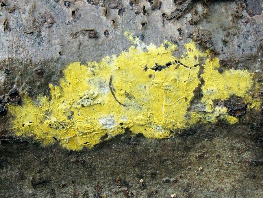 Голден Еллоу растение