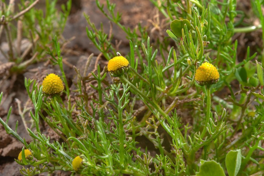 Brahmi растение