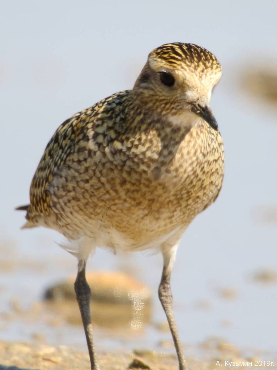 Цветок форзиция