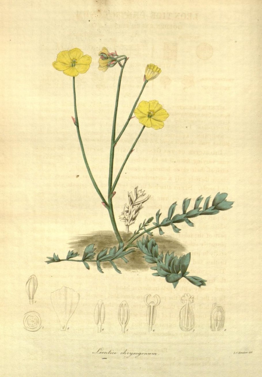 Леонтице Эверсмана иллюстрации