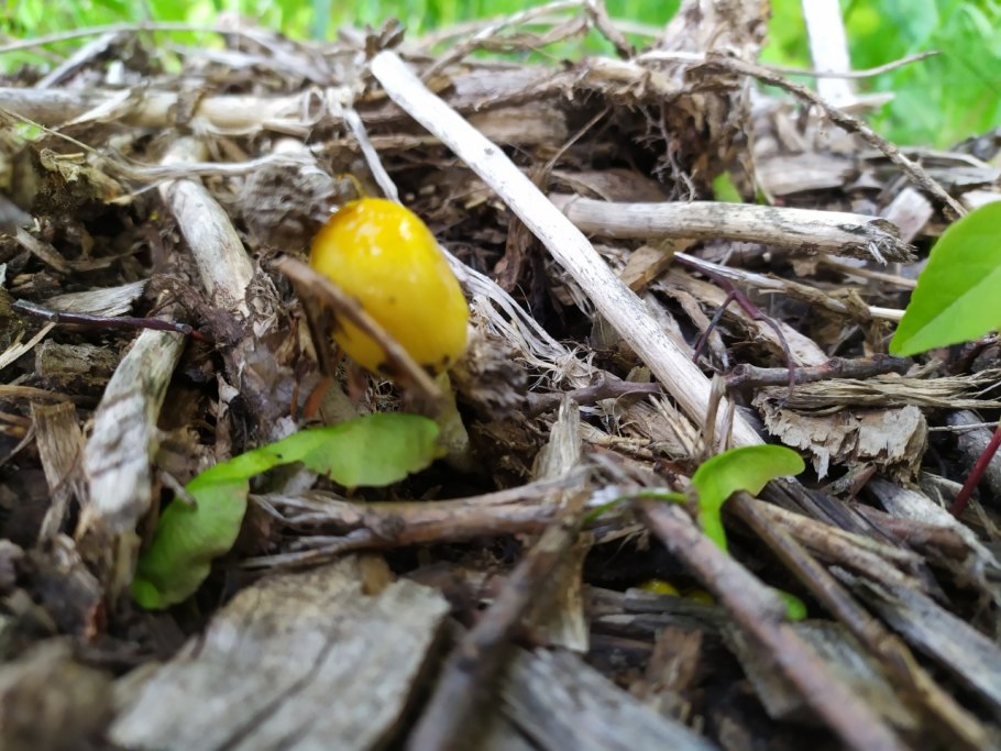 Птицы в сенотах Мексики