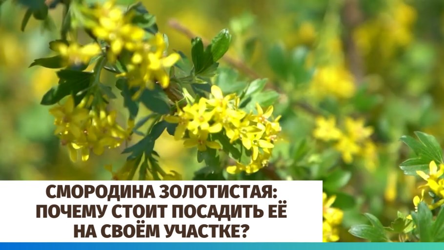 Семена Кладантус арабский