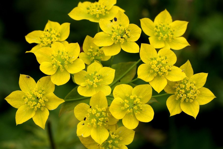 Лютик золотистый (Ranunculus auricomus l.)