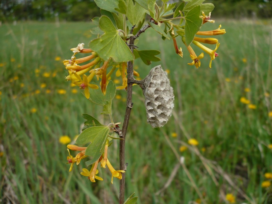 Смородина золотистая (ribes Aureum) кустарник