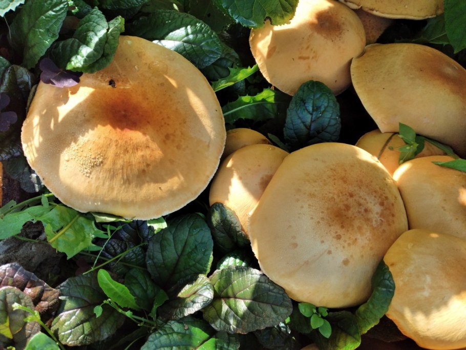 Лютик первоцвет